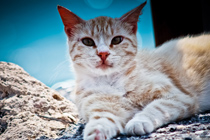 操作简单直观的云拨短信app